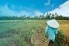 Workers harvesting rice bali indonesia 131346875 copy