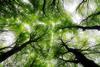 forest_trees
