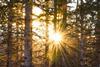 sun through trees