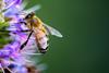 PRI_Biodiversity Risks_2023