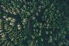 forest-aerial