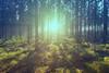 Investors_Policy_Dialogue_on_Deforestation