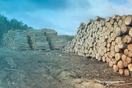 Forestry and timber harvesting in poland 161383883 copy