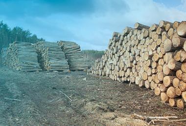 Forestry and timber harvesting in poland 161383883 copy
