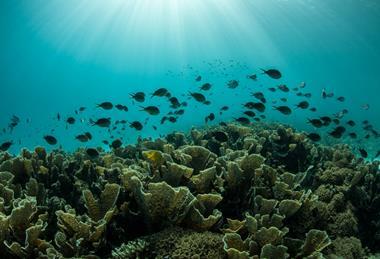 biodiversity