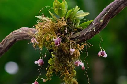 biological_diversity_CBD_thumb