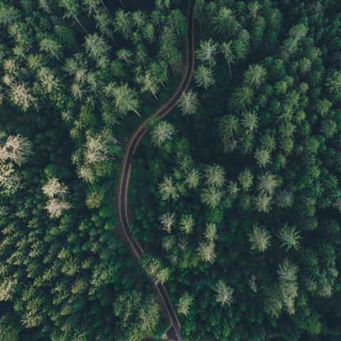 forest-aerial
